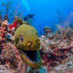 Grand Cayman Scuba Diving eel