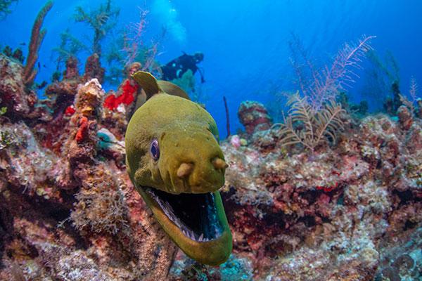 Grand Cayman Scuba Diving eel