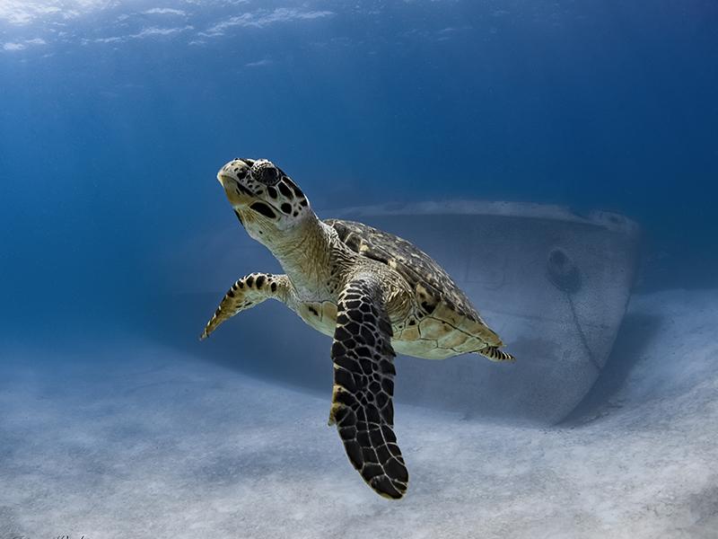 Kittiwake Cayman