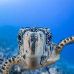 Cayman Islands turtle
