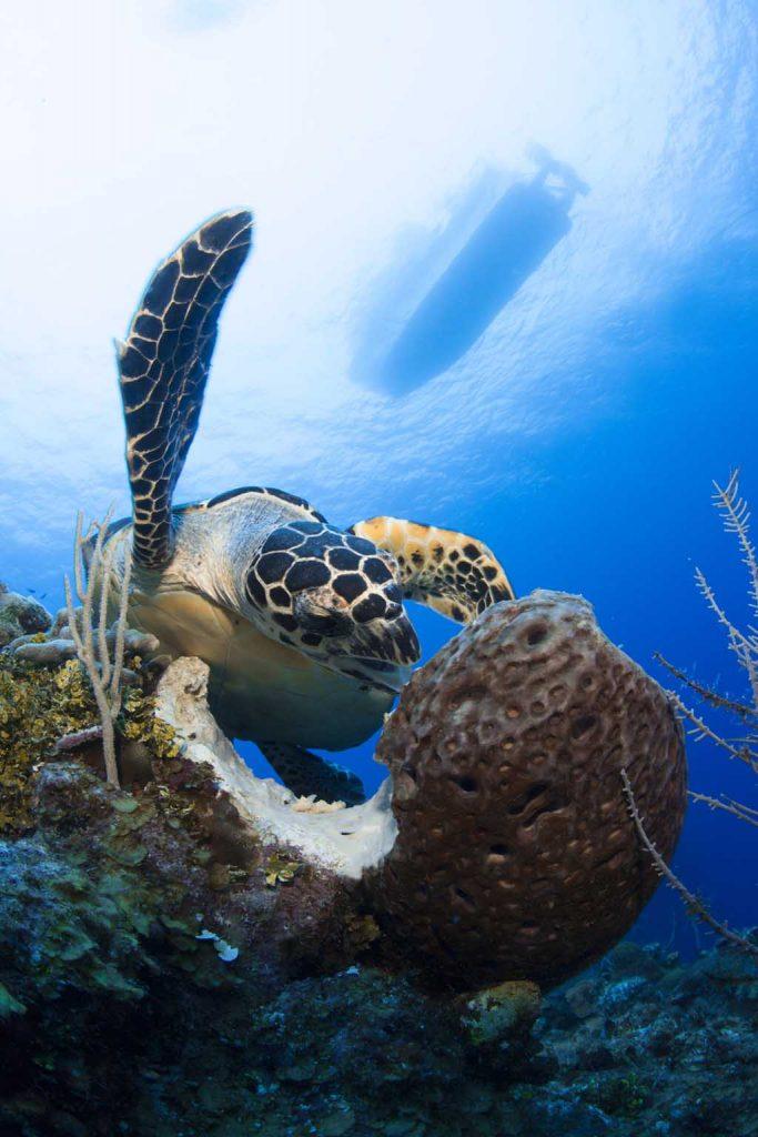 Wall Diving Grand Cayman