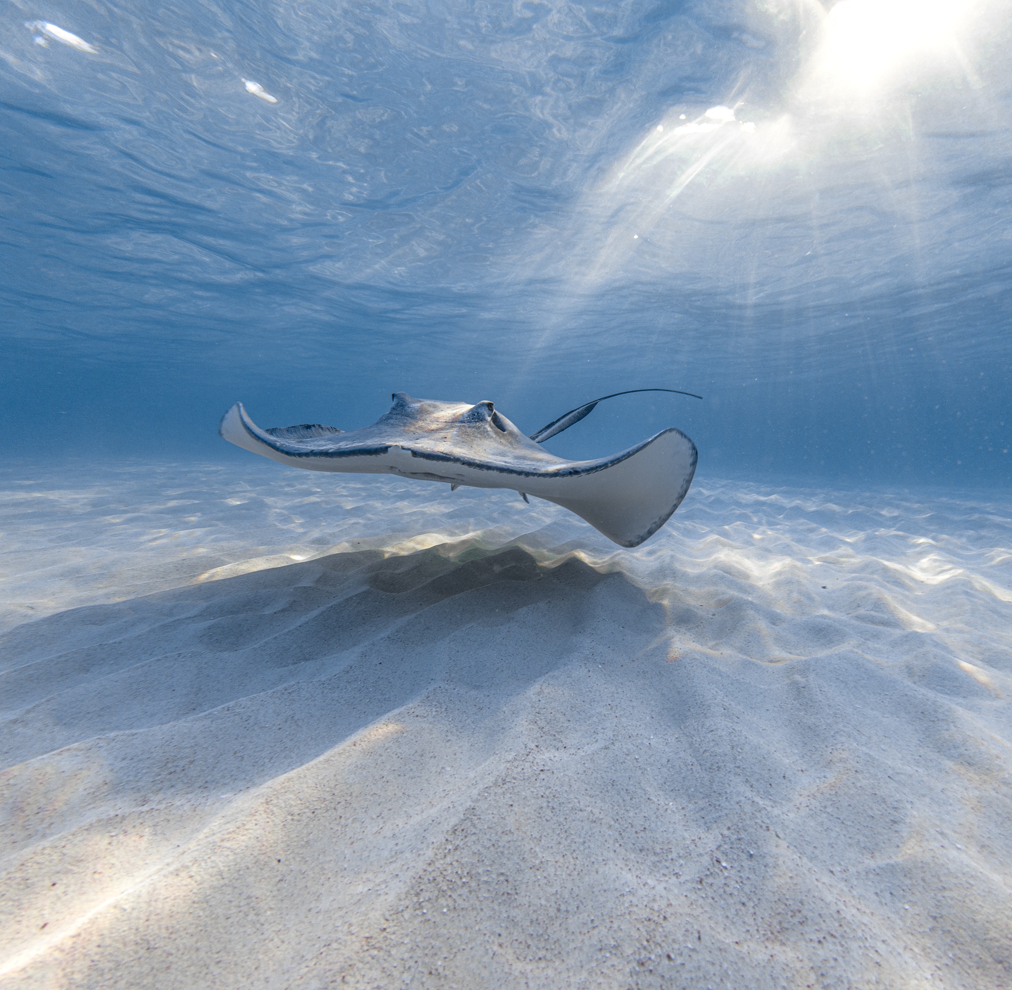 StingrayCity Grand Cayman