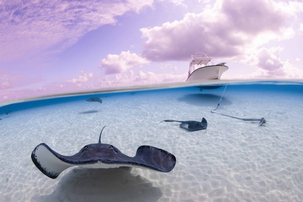 stingray city cayman