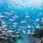School of tropical fish on a wall dive during a private scuba charter Cayman Islands