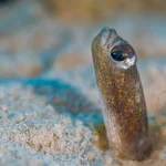 Garden eel colony on a sandy seabed during a Grand Cayman private dive charter