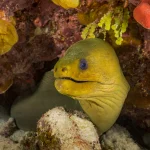 Green moray eel on a coral reef private scuba dive in Grand Cayman