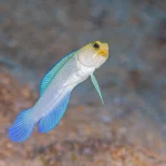 A Jawfish on a coral reef during Grand Cayman private dive charter