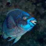 Tropical reef fish encountered on a private scuba diving charter in Grand Cayman