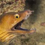Moray eel close encounter on a private scuba charter dive in the Cayman Islands