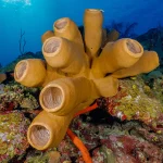 Tube Sponges on a private scuba diving charter reef dive Grand Cayman
