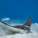 A spotted Eagel Ray feeding on a Cayman Islands Dive Charter