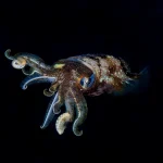 Caribbean reef squid swimming during a private scuba diving charter in Grand Cayman