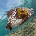 Spotted trunkfish on a private scuba diving charter reef dive Grand Cayman